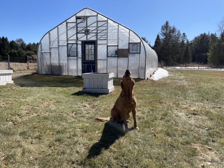 Harlow at the Greenhouse
