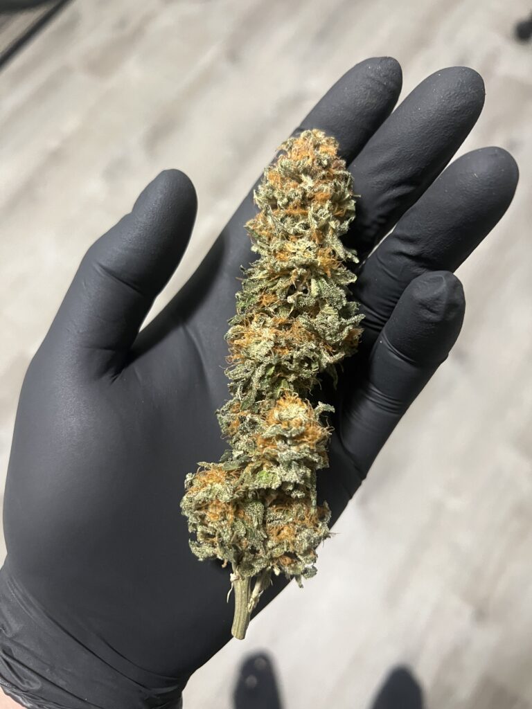 hand wearing black glove holding long branch of dried green and orange cannabis