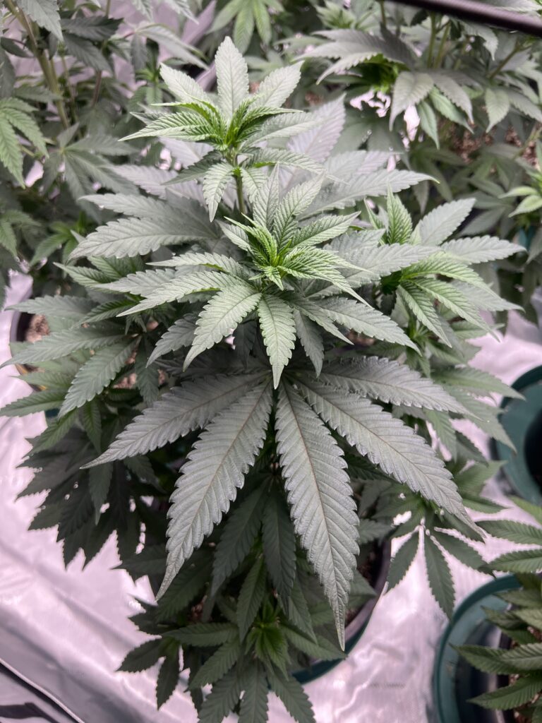 image of mature cannabis plant in pot by other plants